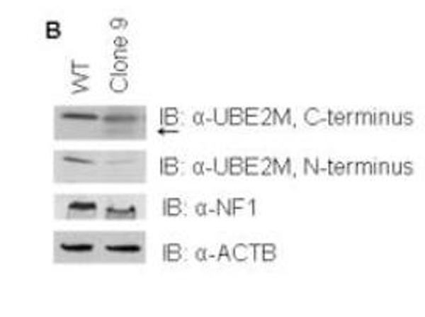 Western Blot using UBC12