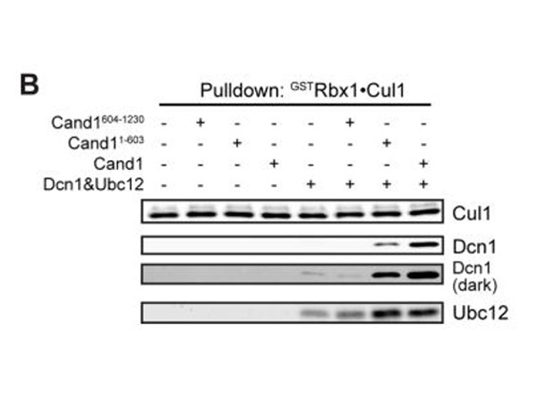 Western Blot using UBC12