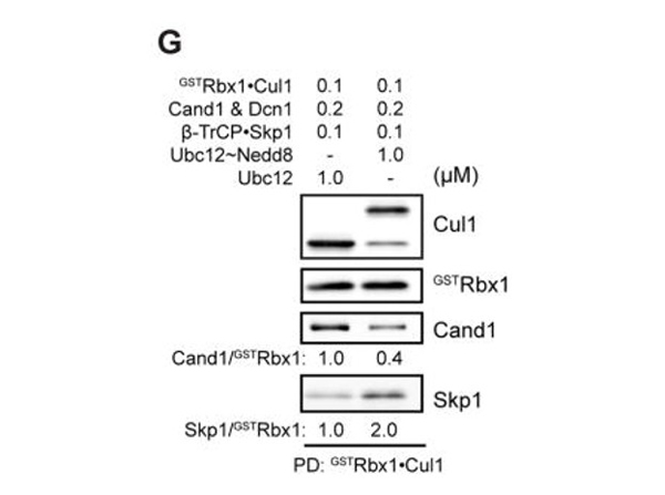 Western Blot using UBC12