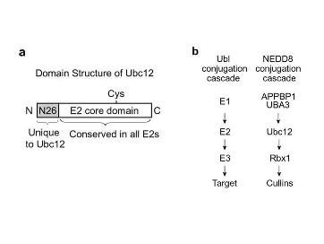 Figure shows the structural domain features of UBC12.