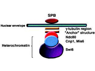 Schematic model of S. pombe centromere cluster in interphase cells.