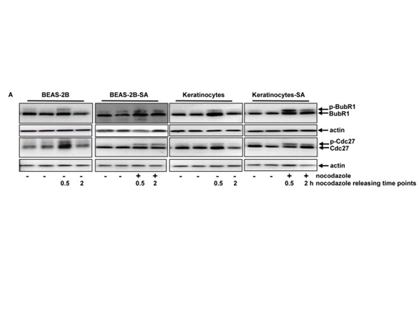Western Blot using cdc27