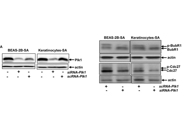 Western Blot using cdc27