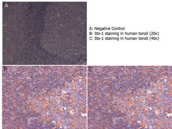 Anti-Sts-1 Antibody - Immunohistochemistry