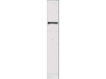 Anti-Sts-1 Antibody - Western Blot