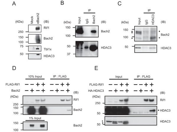 Western Blot using Rif1