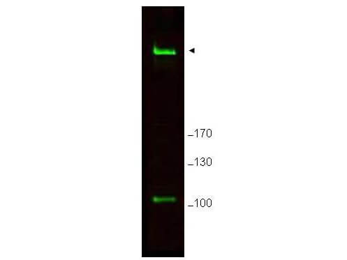 Anti-Rif1 Antibody - Western Blot