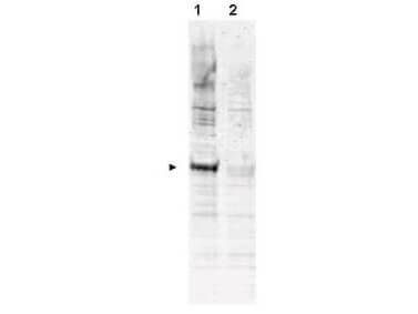 Anti-APC6 pT580 Antibody - Western Blot