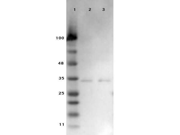 Western Blot Results of RTU Rabbit Anti-VDAC/Porin Antibody.