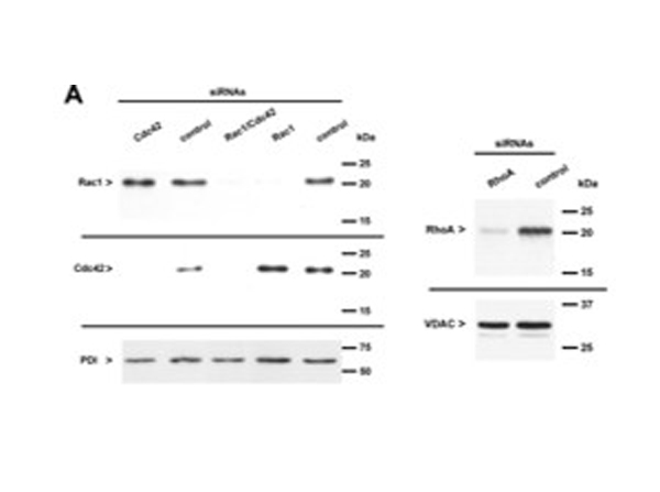 Western Blot using VDAC