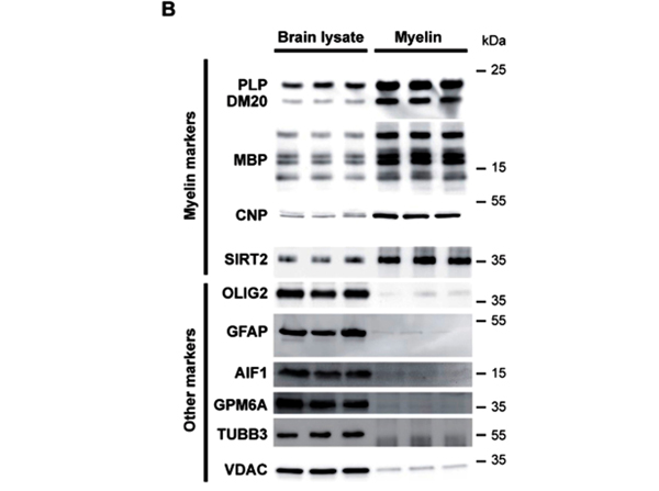 Western Blot using VDAC