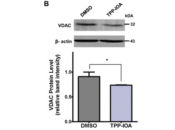 Western Blot using VDAC