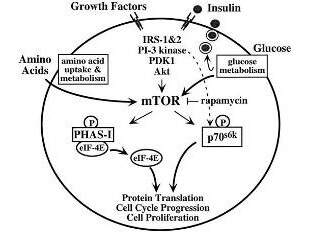 Diagram of Metabolic and autocrine regulation of the mTOR pathway by b-cells.