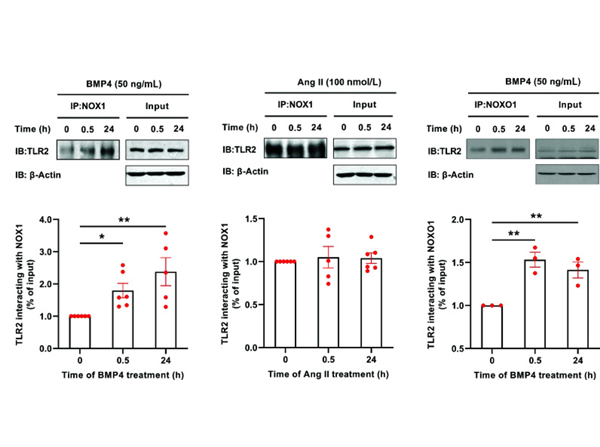 Western Blot using NOXO1