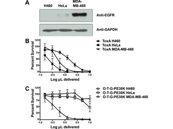 Western Blot using EGFR