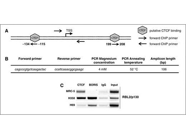 Immunoprecipitation using Boris