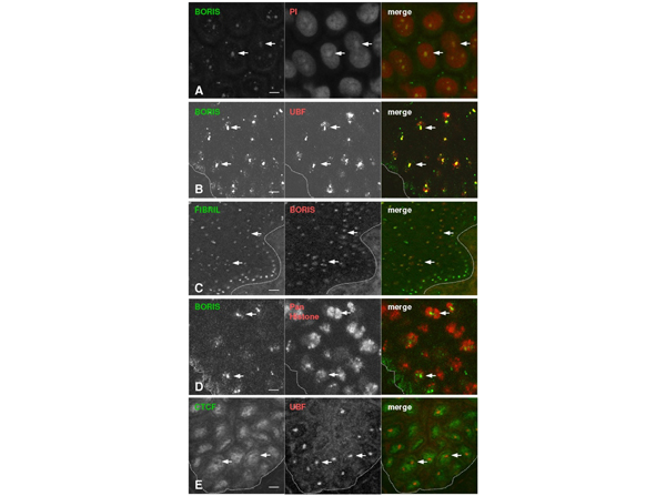 Double Immunofluorescence using Boris
