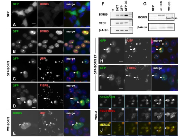 Immunofluorescence using Boris
