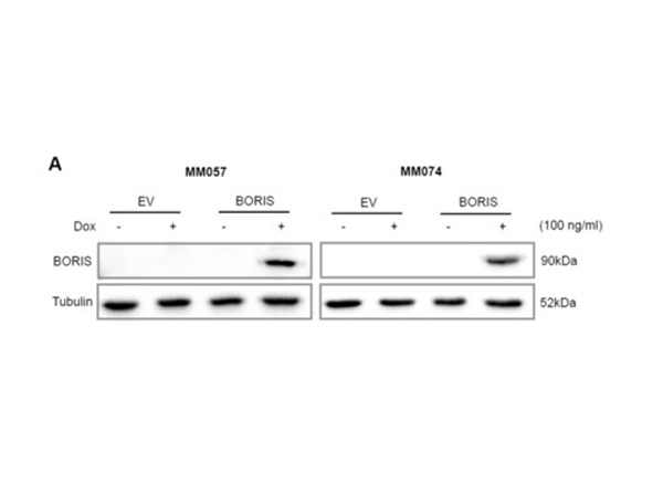 Western Blot using Boris