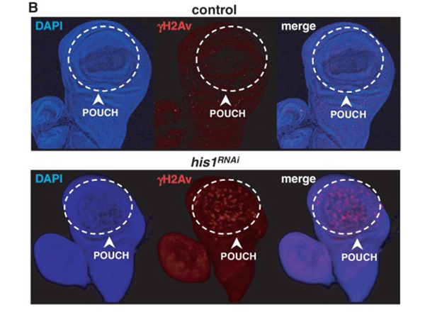 Immunofluorescence using H2AvD pS137