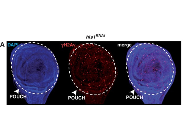 Immunofluorescence using H2AvD pS137