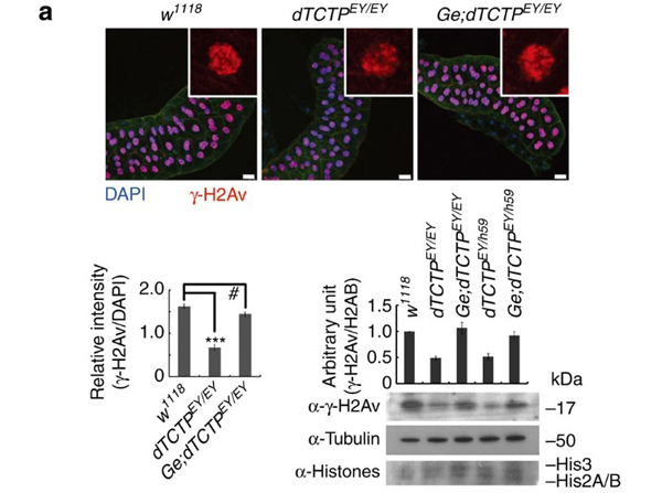 Immunofluorescence using H2AvD pS137