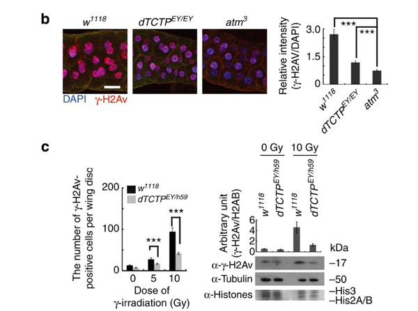 Immunofluorescence using H2AvD pS137