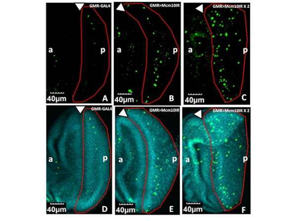 Immunofluorescence using H2AvD pS137