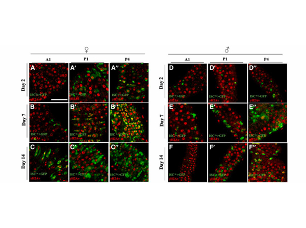 Immunofluorescence using H2AvD pS137