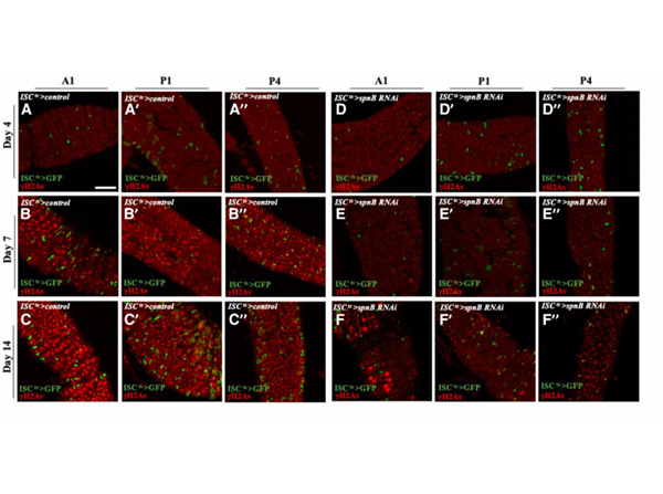 Immunofluorescence using H2AvD pS137