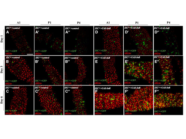 Immunofluorescence using H2AvD pS137