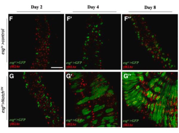 Immunofluorescence using H2AvD pS137