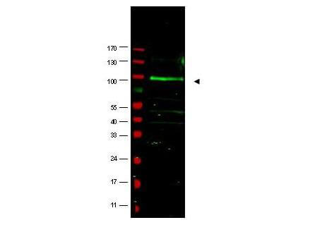 Anti-FBOX9 Antibody - Western Blot