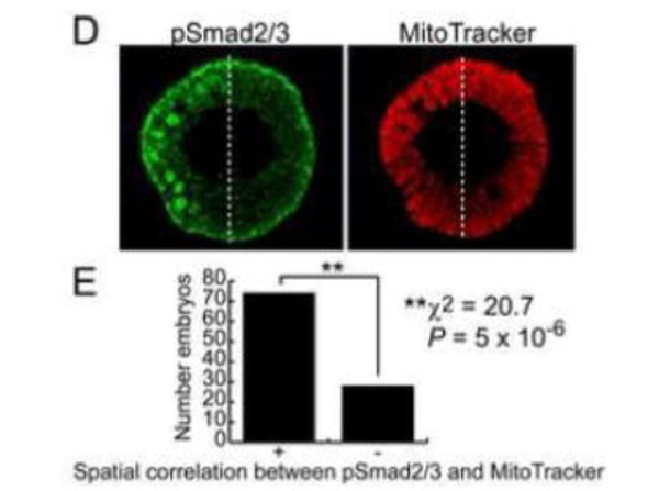 Immunofluorescence using Smad3 pS426pS425
