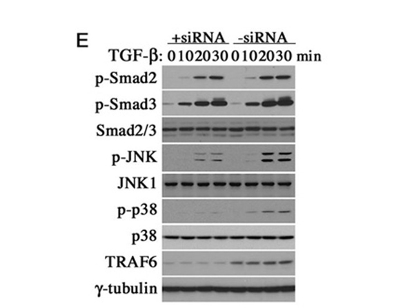 Western Blot using Smad3 pS426pS425