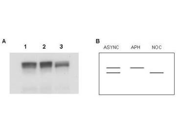 Anti-MCM2 Antibody - Western Blot