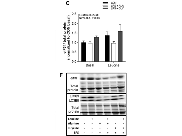 Western Blot using EIF3F