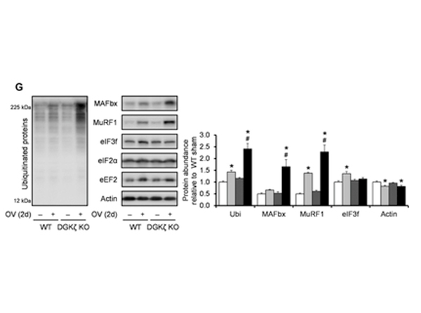Western Blot using EIF3F