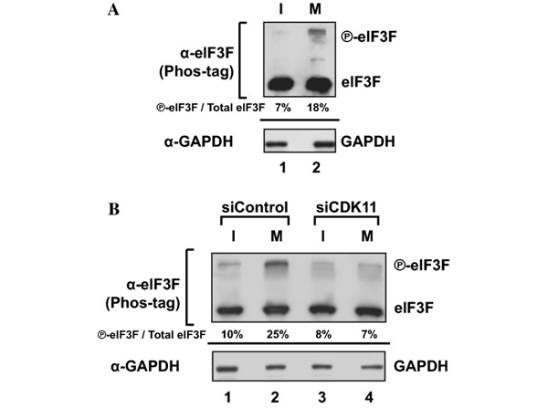 Western Blot using EIF3F