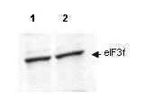 Anti-eIF3F Antibody - Western Blot