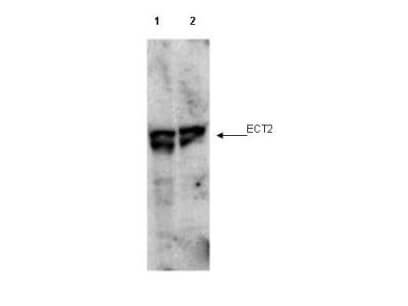 ECT2 phospho T790 Antibody