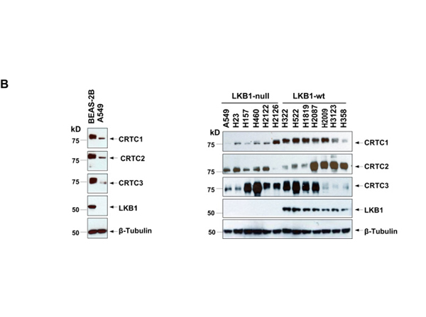 Western Blot using Mect1