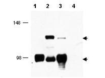 MECT1 Antibody