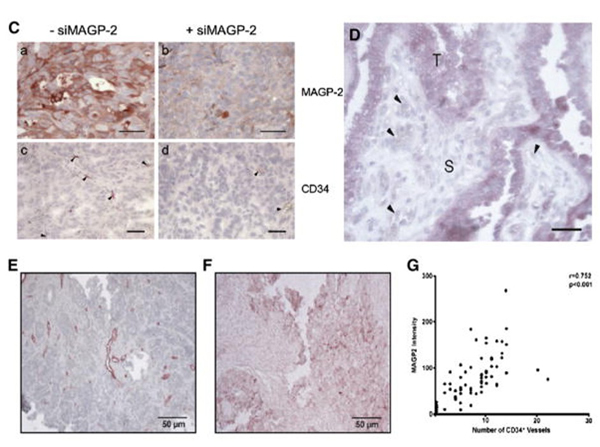Immunohistochemistry using MAGP2