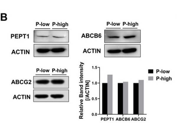 Western Blot using ABCB6