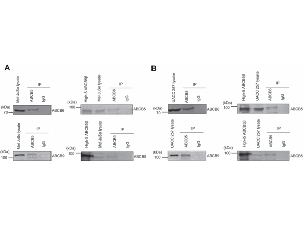 Immunoprecipitation using ABCB6