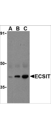 Anti-ECSIT Antibody - Western Blot