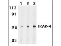 Anti-IRAK-4 Antibody - Western Blot