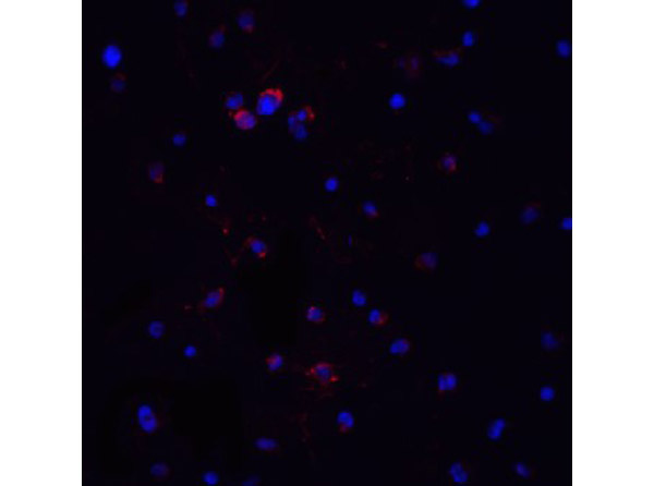 Immunofluorescence Validation of MyD88.