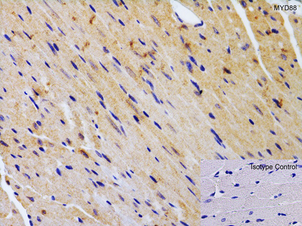 Immunohistochemistry Validation of MyD88.